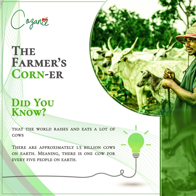 A Did you know post about cows